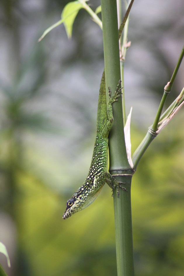 hagedis op wandel