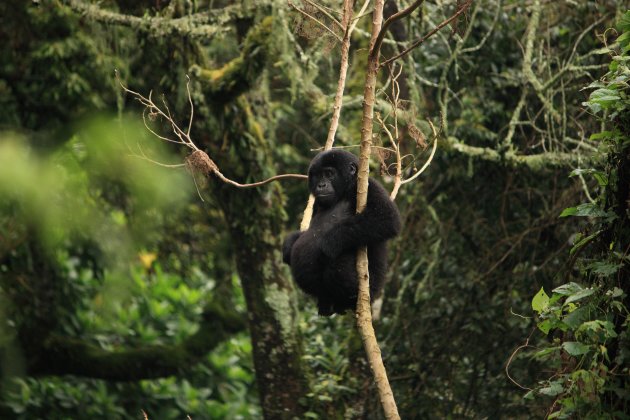 gorilla in Bwindi impenetrable forest