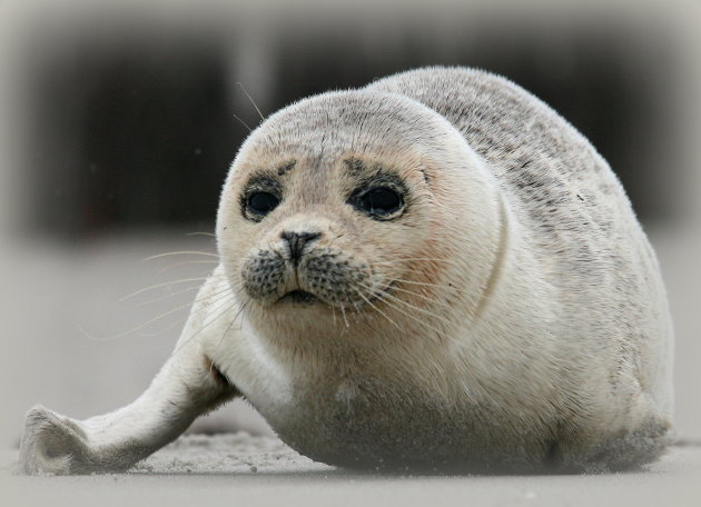 Jonge zeehond