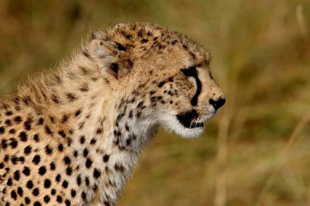 Jonge cheetah