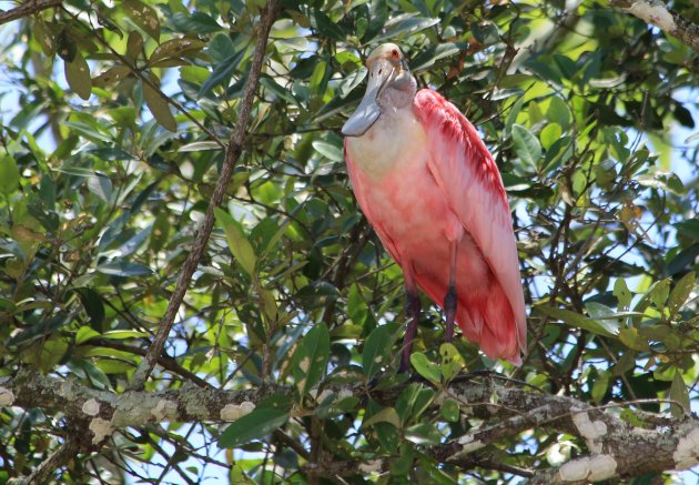 Roze Lepelaar 