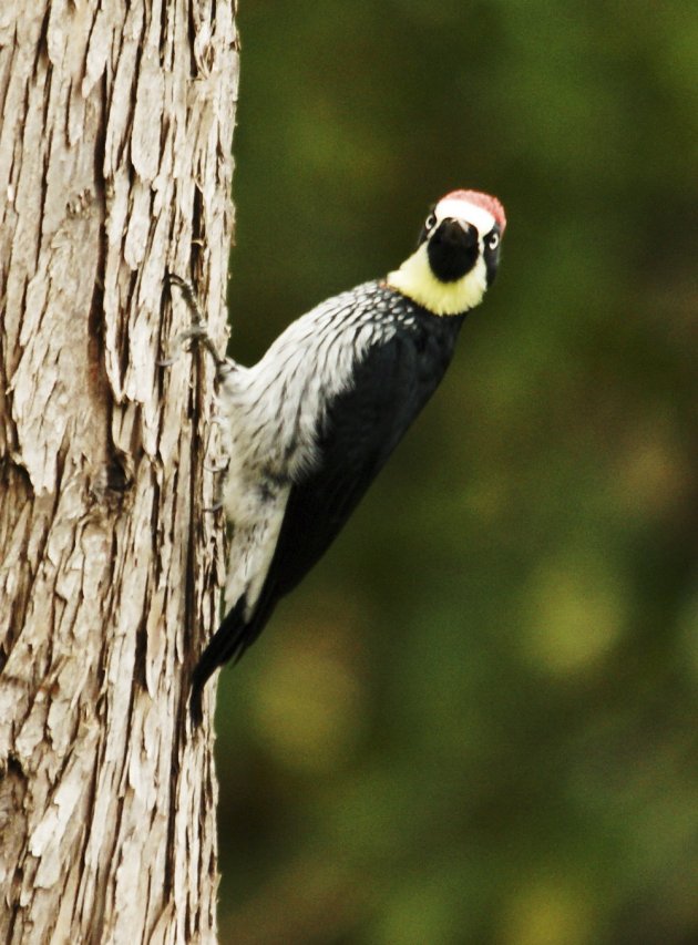 Acorn Woodpecker 2