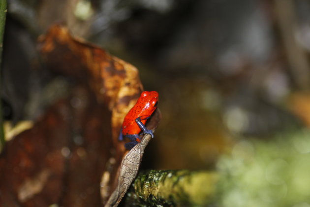 Blue Jeans Frog bij Casa Rio Blanco, Guapiles