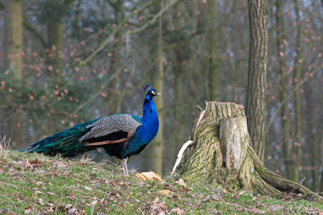 Trotse pauw in Anholter Schweiz wildpark