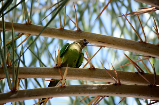 papagaai op Aruba