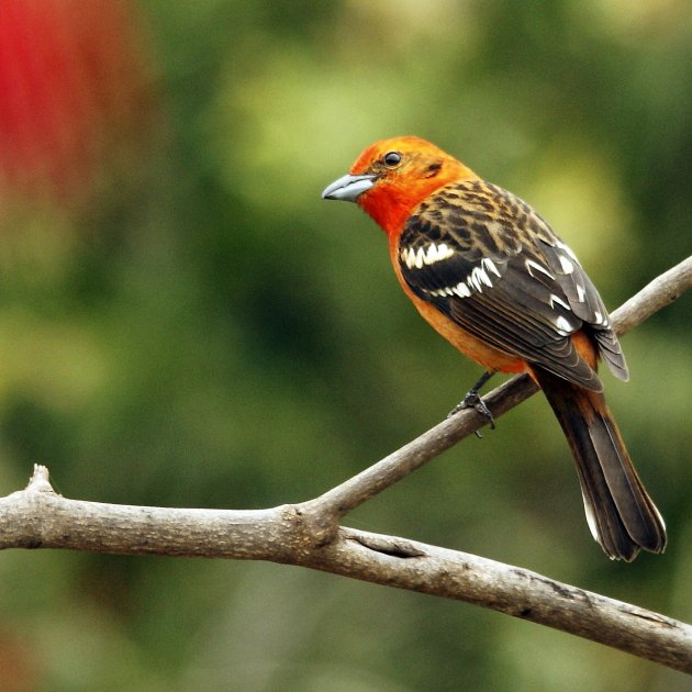 Flame-colored Tanager