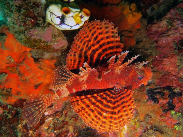 lionfish