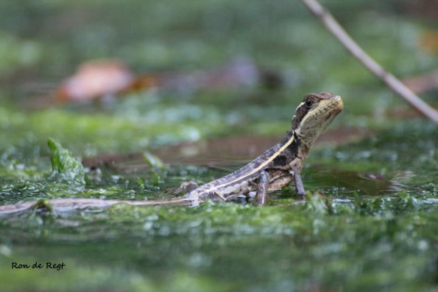 Lopen op water ......