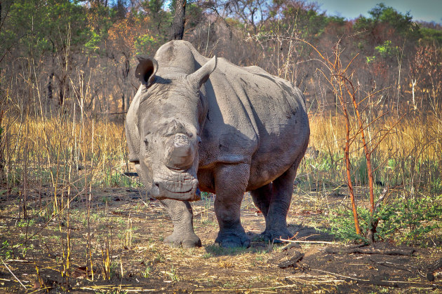 neushoorn in Matobo NP.