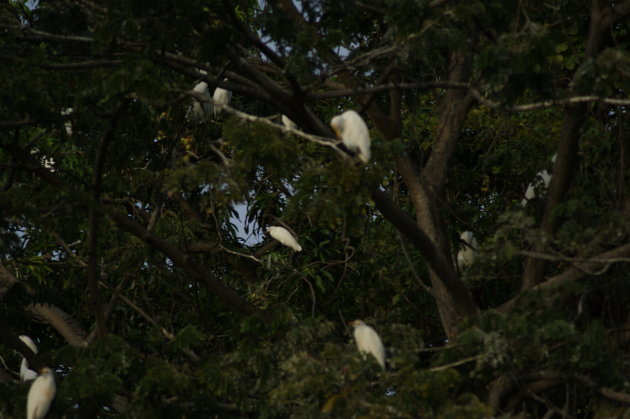 een boom vol witte reigers