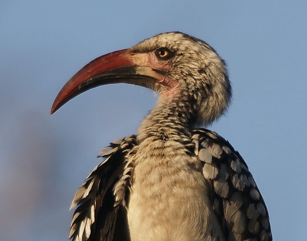 Rooibekneushoringvoel