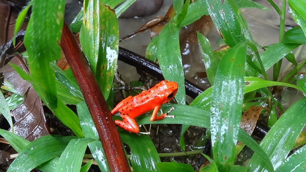 Een redfrog in de stromende regen