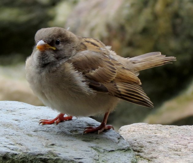 Muschien een leuke vogel