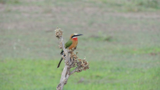 Witkapbijeneter South Luangwa N.P.