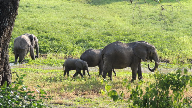 Olifanten South Luangwa N.P.