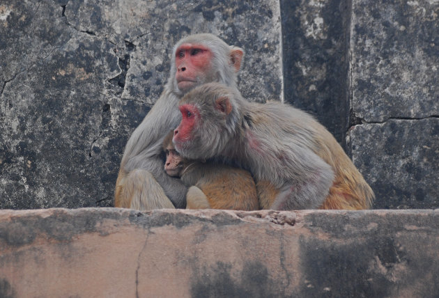 Een klein groepje Makaken (Macaca) dicht tegen elkaar vanwege de kou