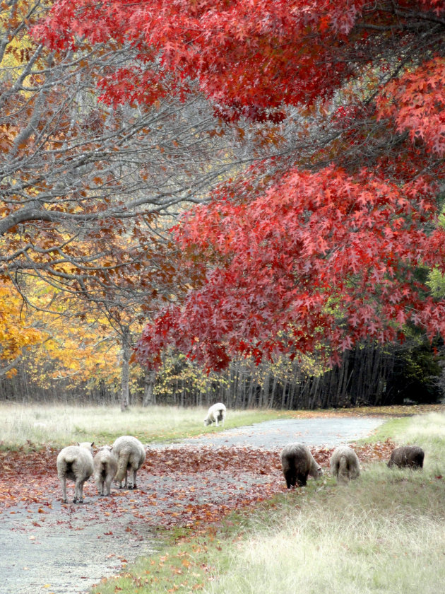 Herfstkleuren