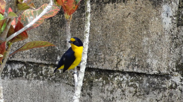 Euphonia  chalybea   ( male ) 