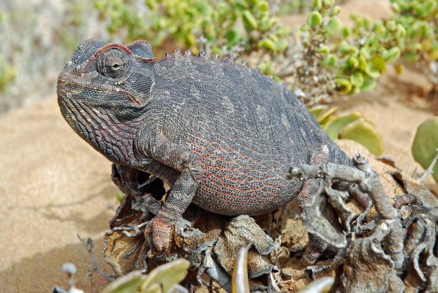 Een Kameleon in de Namibwoestijn bij Swakopmund - NamibiÃ«