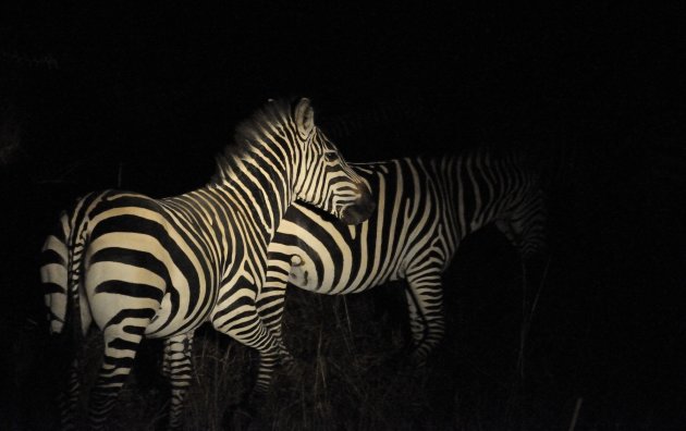 Zebra's in het zoeklicht