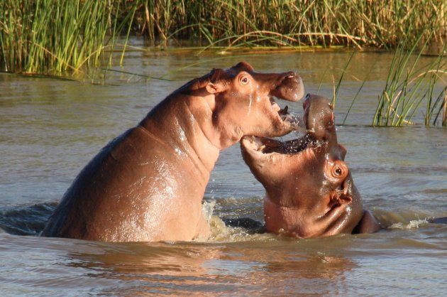 Stoeiende nijlpaarden
