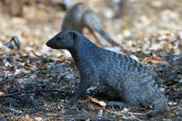 Mongoose