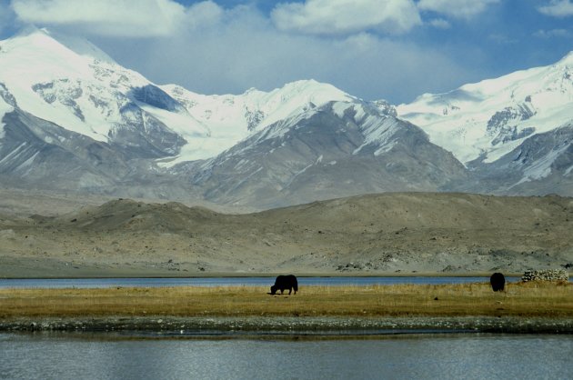 Yaks aan het Karakulmeer