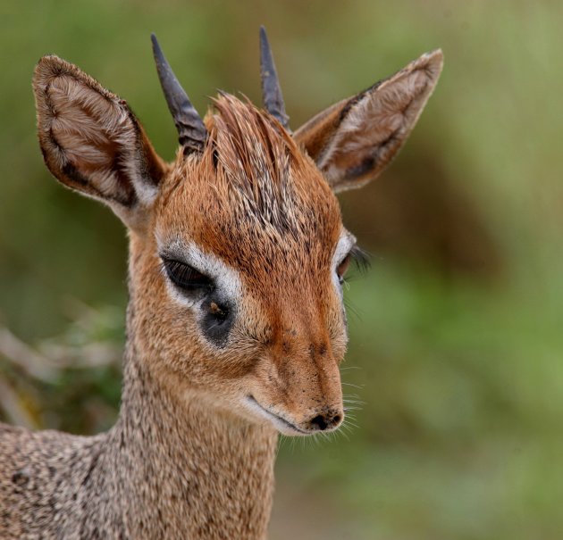 Dik Dik