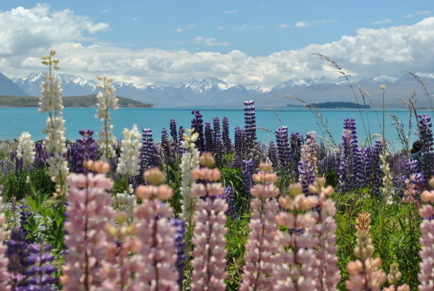 Lupines bij Lake Tekapo