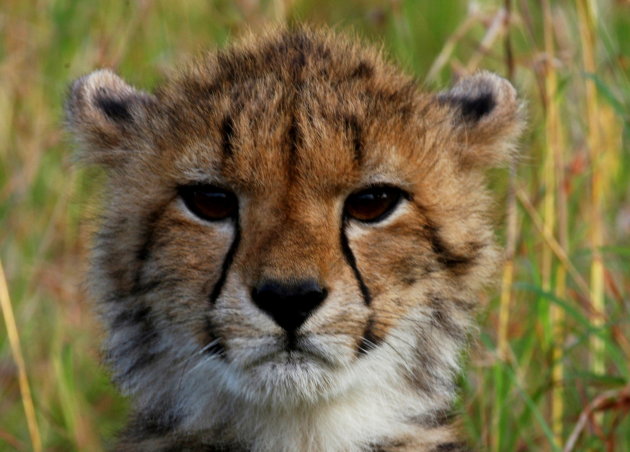 Jonge cheetah