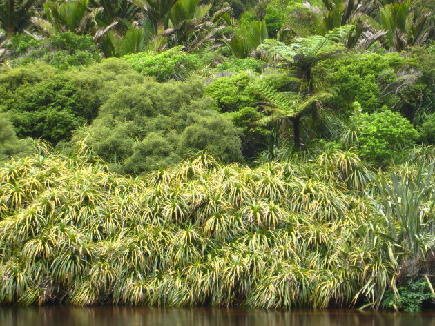 oever van de rivier in het Paparoa National Park met grassen, ponga's en palmen