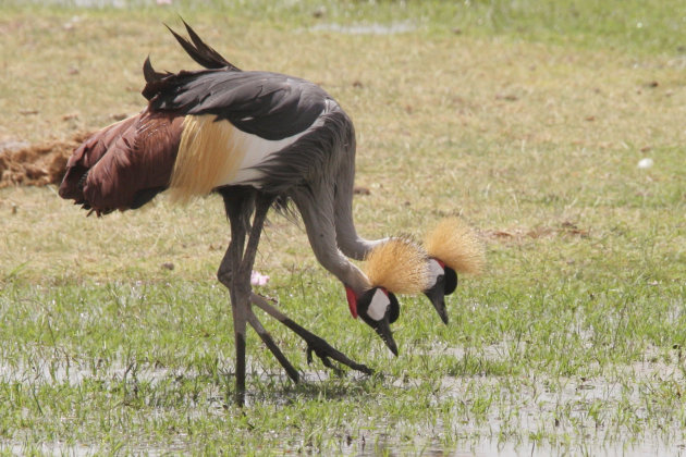 Grey crowned crane