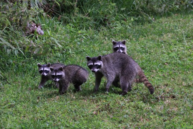 Familie wasbeer