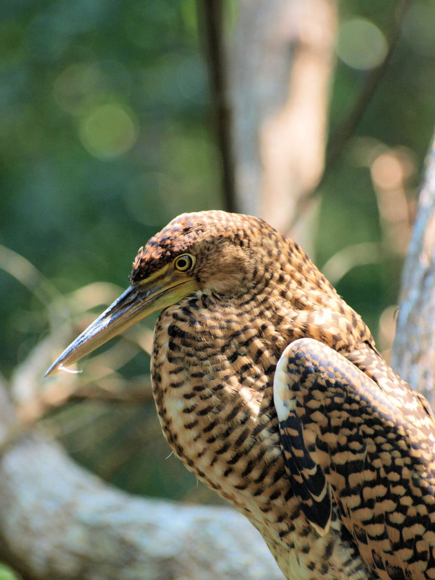 Vogel in Celestun national park