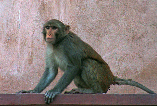 De plaag van het Agra fort