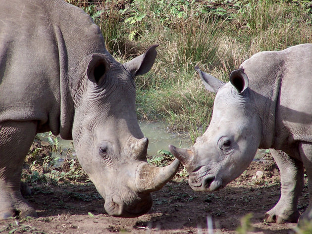 Moeder en dochter neushoorn