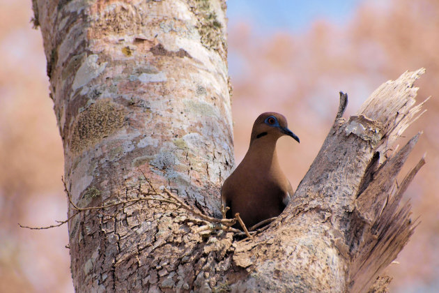 Vogel in Uxmal