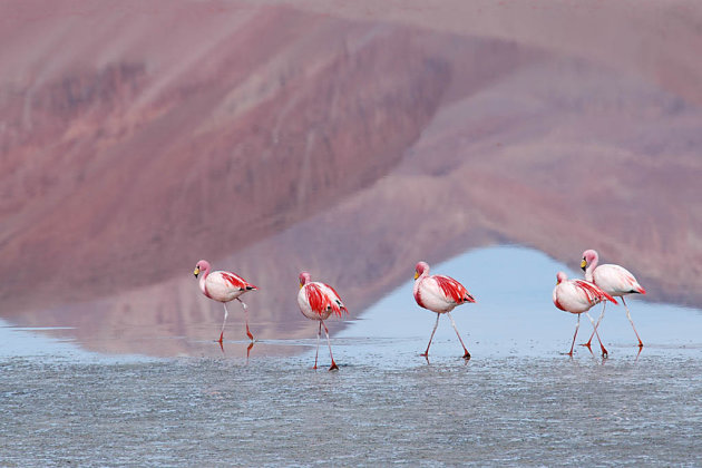 James Flamingo's