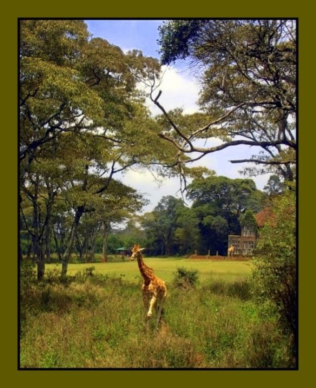giraf steekt zijn lange nek door het raam, zie je het? 
