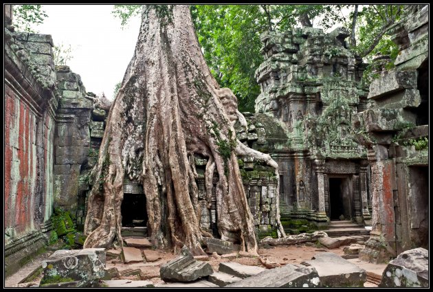 Angkor - Ta Prohm