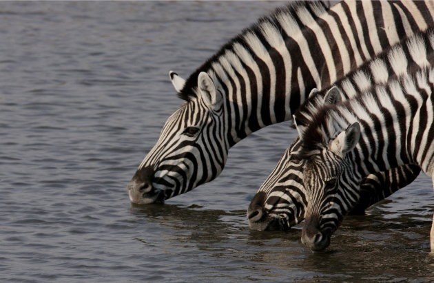 Reuze dorst