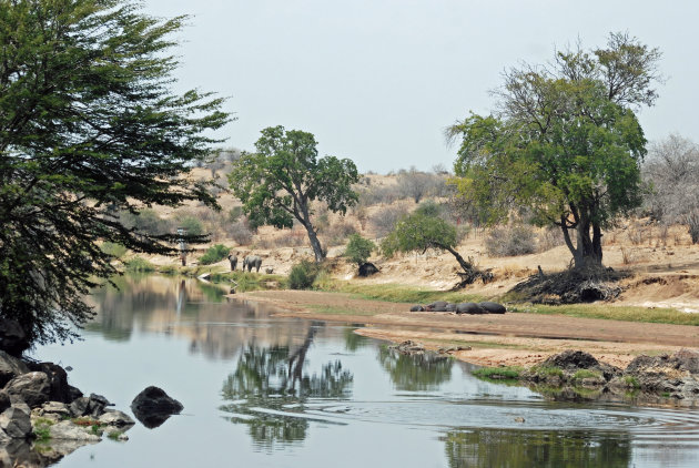 Zicht op de spiegelende Ruaha Rivier met nijlpaarden, olifanten, krokodillen op de oevers  