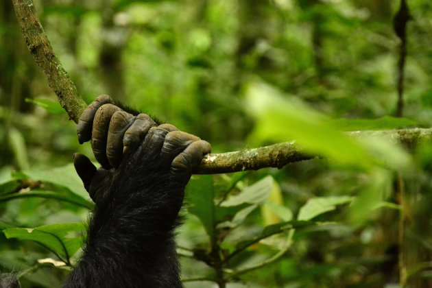 Handen van een chimpansee