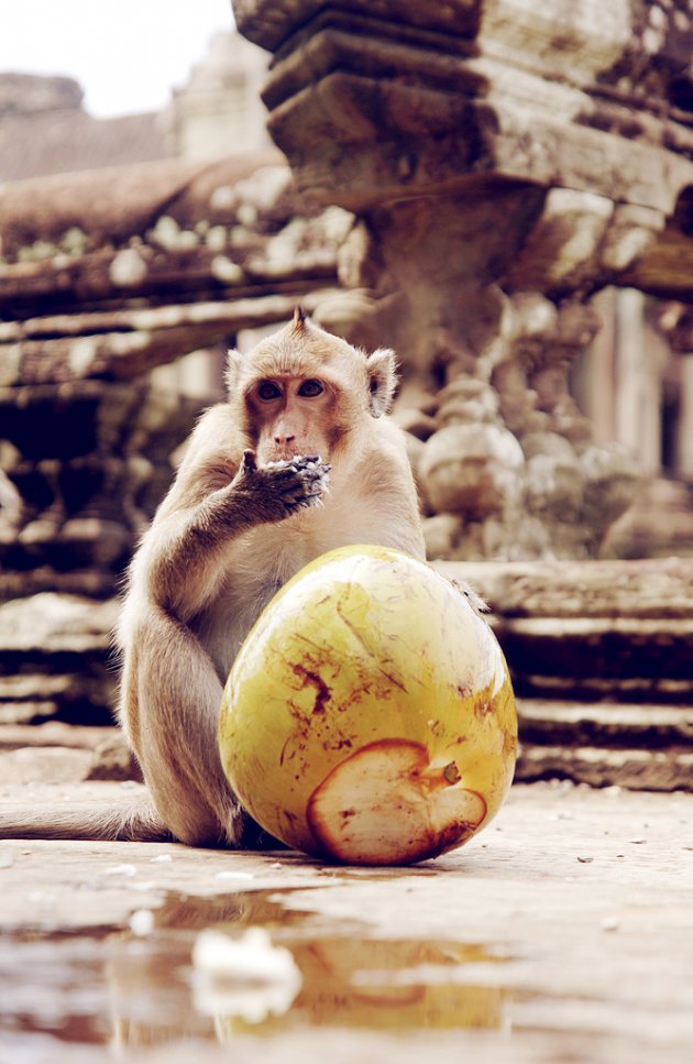 Aapje bij Angkor Wat