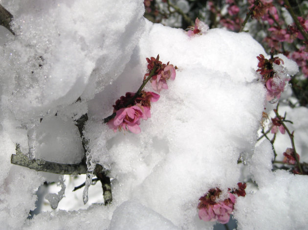 bloesem in de sneeuw