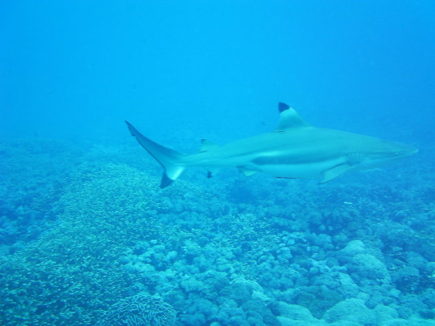 Blacktip shark