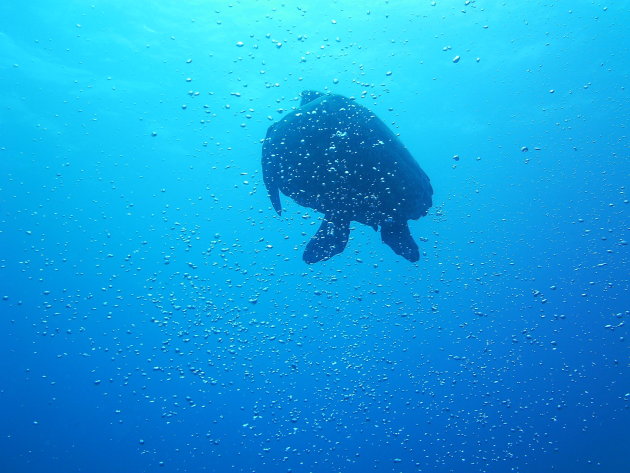 Green turtle, Gili Air