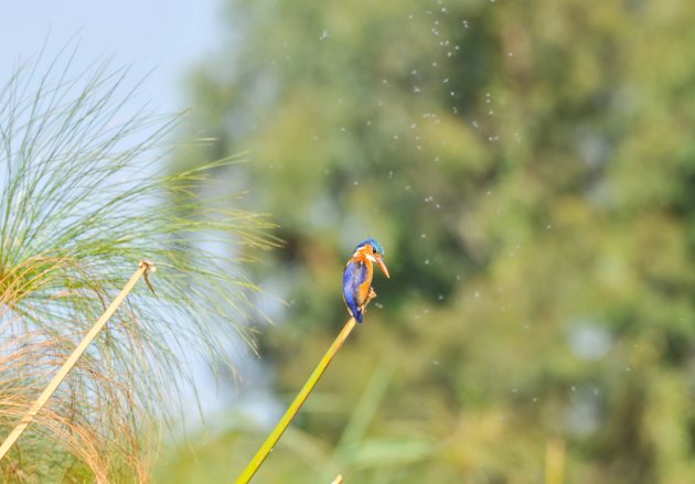 ijsvogel zoekt naar vis