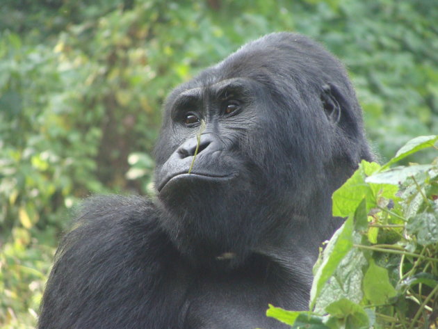 Gorilla