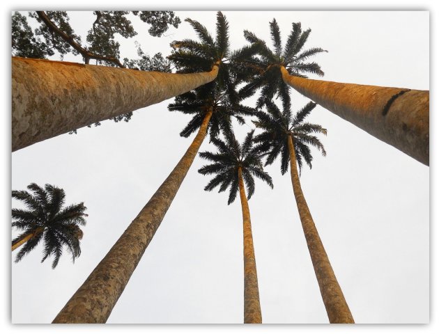 botanische tuinen van Aburi